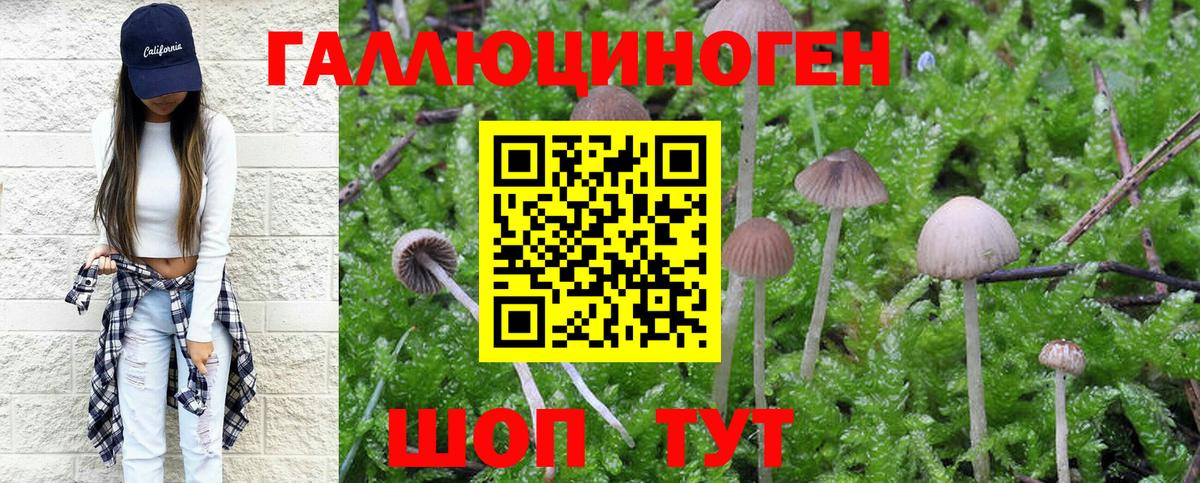Псилоцибиновые грибы мухоморы  Кингисепп  Псилоцибиновые грибы Psilocybe 